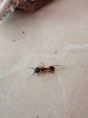 Camponotus conspicuus