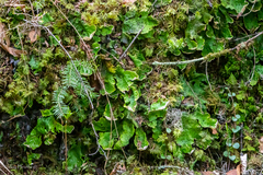 Peltigera aphthosa