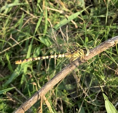 Onychogomphus flexuosus