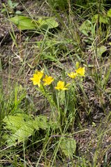 Hypoxis rigidula