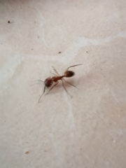Camponotus conspicuus