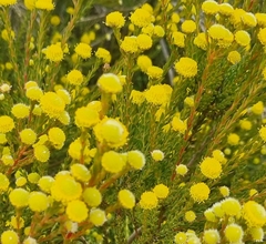 Leucadendron levisanus