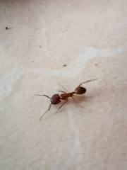 Camponotus conspicuus