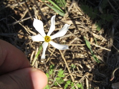 Narcissus deficiens