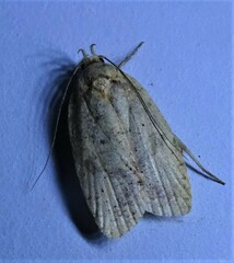 Agonopterix thelmae
