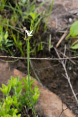 Kohautia amatymbica