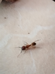 Camponotus conspicuus