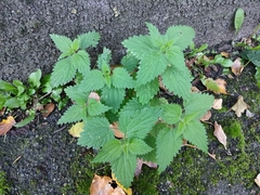 Urtica dioica