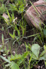 Kohautia amatymbica