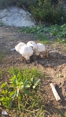 Saproamanita vittadinii