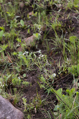 Kohautia amatymbica