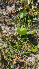 Hydrocotyle bonariensis