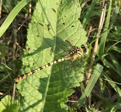 Onychogomphus flexuosus
