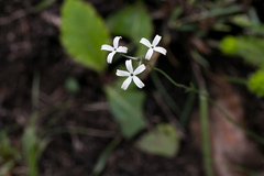 Kohautia amatymbica
