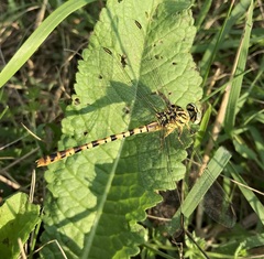 Onychogomphus flexuosus