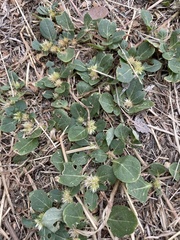 Alternanthera pungens