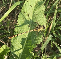 Onychogomphus flexuosus