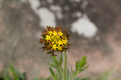 Lasiosiphon kraussianus