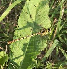 Onychogomphus flexuosus