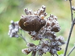 Rubiconia intermedia