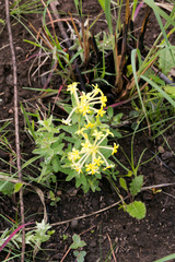 Lasiosiphon anthylloides