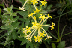 Lasiosiphon anthylloides