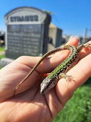 Podarcis siculus campestris