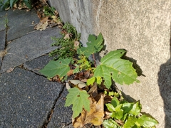 Acer pseudoplatanus
