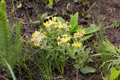 Lasiosiphon anthylloides