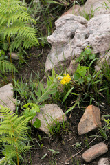 Lasiosiphon anthylloides