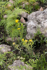 Lasiosiphon kraussianus