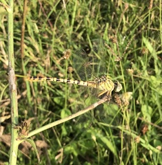 Onychogomphus flexuosus