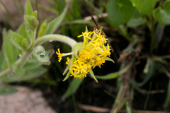 Lasiosiphon kraussianus