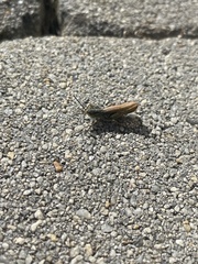 Chorthippus apricarius