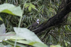 Garrulax leucolophus