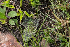 Ledebouria ovalifolia