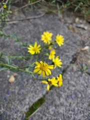 Senecio inaequidens