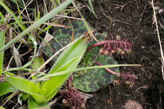 Ledebouria ovatifolia ovatifolia