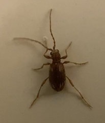 Ptinus