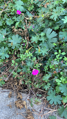 Geranium sanguineum