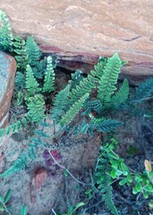 Cheilanthes contracta