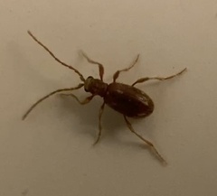 Ptinus