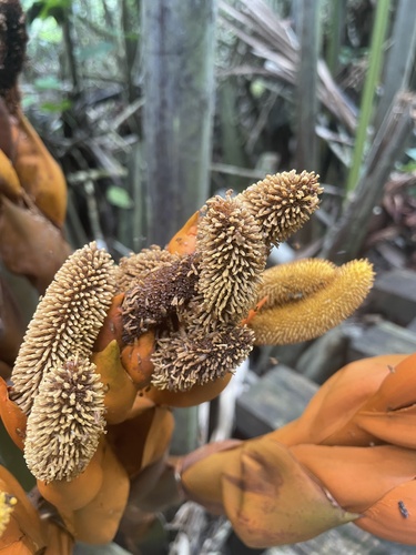 Nypa fruticans iNat (1)
