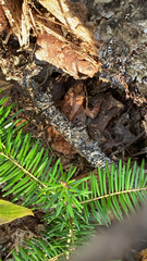 Lithobates sylvaticus image