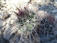 Ferocactus recurvus