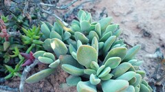 Crassula anso-lerouxiae