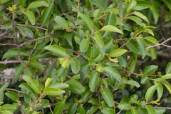 Maytenus peduncularis