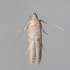 Obithome punctiferella