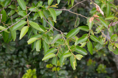 Maytenus peduncularis