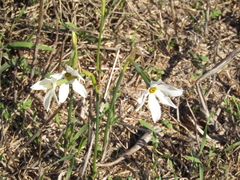 Narcissus deficiens
